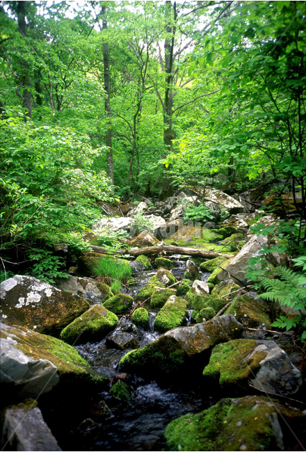 이끼계곡,계곡,힐링,물,명산,시원함,cool,valley,healing,water,summer,휴식,쉼,맑은,흐르다,flow,mountain,폭포,waterfall,landscape,nature,자연풍경,자연,풍경,계절,시즌,rest,한국자연풍경,여름,신록,숲,자연,풍경,nature,landscape,한국자연풍경,한국자연경관,korea nature landscape,outdoors,옥외,stream,흐름,creek,작은 만,plant,식물,vegetation,초목