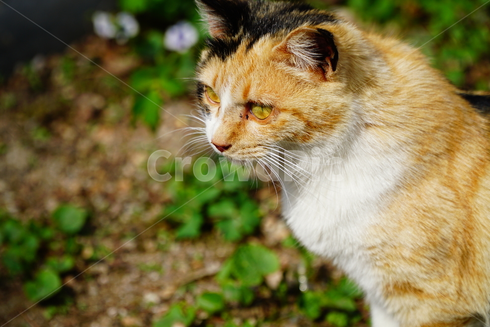고양이,길고양이,동물,포유류,cat,animal,야옹,냐옹,야옹이,냐옹이,삼색고양이,4월,봄,april,spring,풍경,landscape,alleycat,짐승,식물,꽃밭,화단,동물,animal,포유류,mammal,고양이,cat,kitten,kitty