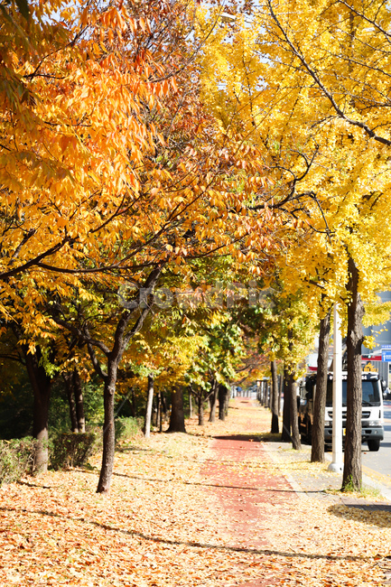 가을,단풍,은행나무,가을풍경,fall,autumn,tree,나무