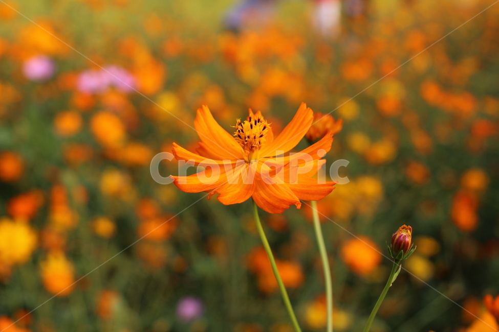 코스모스,가을,식물,plant,황화코스모스,식물,자연,plants,nature,꽃,flower