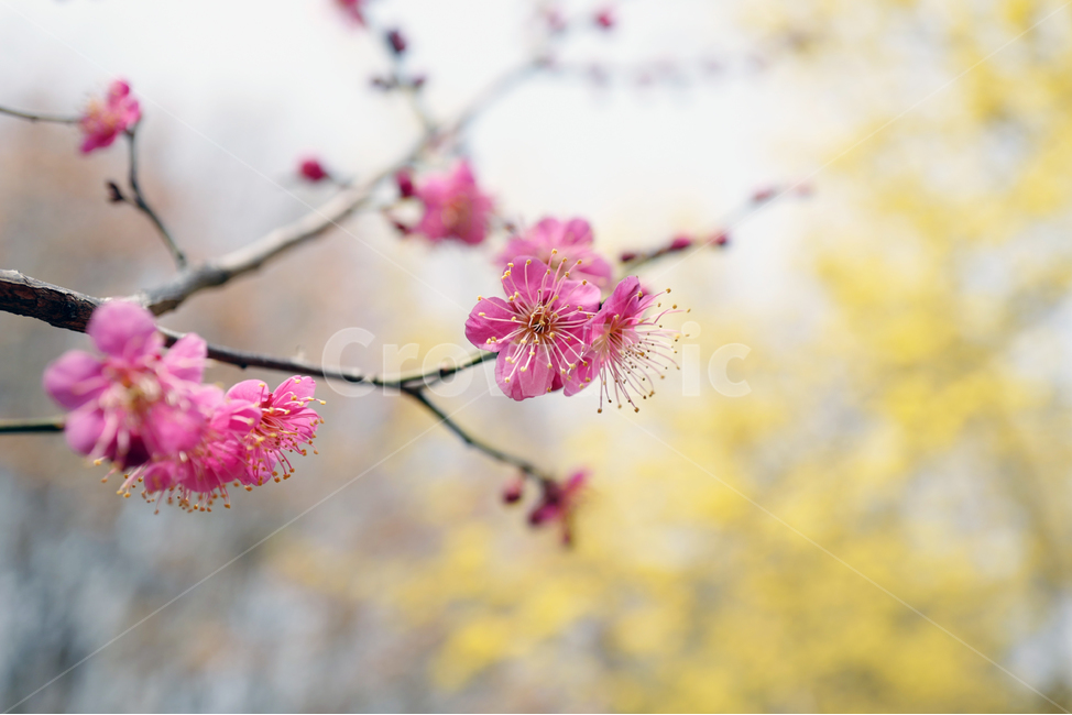 flowerx,매화,꽃,봄꽃,홍매화,봄,계절,spring,season,식물,자연,plants,nature,꽃,flower,plant
