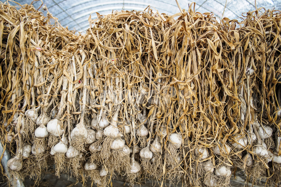 garlic,farming,plastic house,Garlic farming,seed garlic