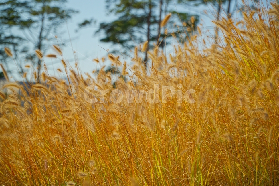 갈대밭,갈대,식물,자연,풀,plant,plants,풍경,landscape,nature,grass,가을,계절,season,fall,autumn,강아지풀,한국풍경,한국자연,korea,가을,계절,fall,autumn,season,식물,자연,plants,nature,감성,sensible,feeling,잔디