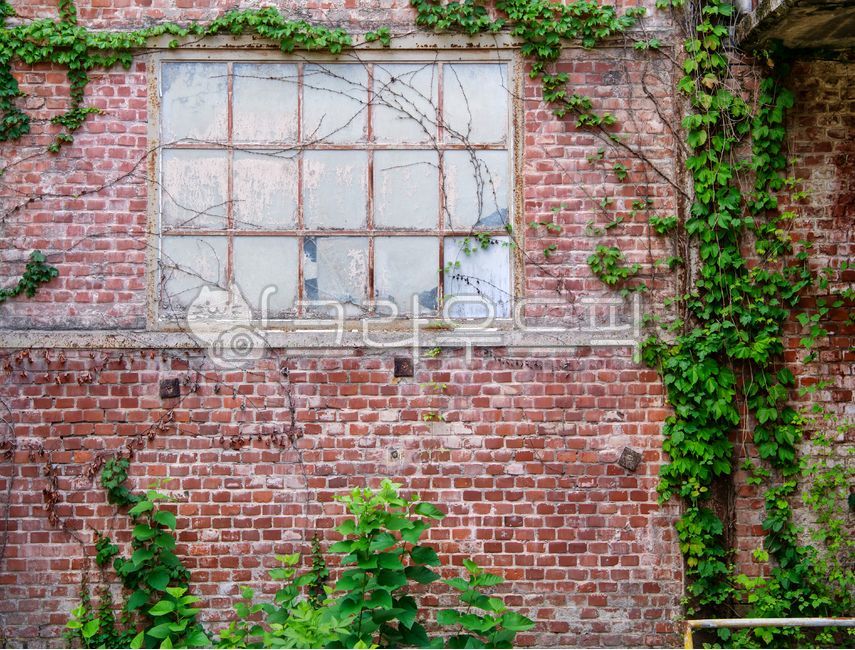 벽면,벽,담장,카피스페이스,빈공간,패턴,여백,프레임,표면,그런지,콘크리트,빈티지,낡은,거친,텍스쳐,백그라운드,배경,담,시멘트,벽돌,식물,그린,녹색,초록,나뭇잎,창문,창,오래된,붉은색,빨간,적벽돌