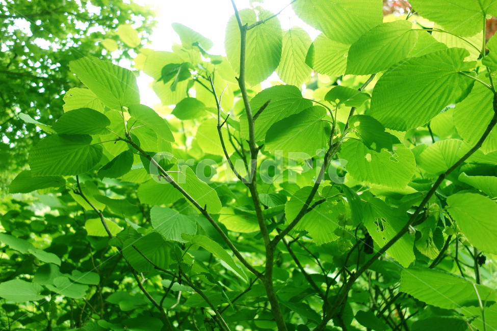 나뭇잎,싱그러운,신선한,여름,푸르른,잎무늬,plants,nature,숲,healing,green,나무잎,plant,forest,leaves,5월,6월,엽록소,산소,울창한,그늘,피톤치드,나무,줄기,air,clean,숲속,식물,trees,wood,맑은,청명,햇빛,활엽수,sns,feeling,leaf,역광,사보,봄,잎새,봄이미지,그리너리,4월,7월,시즌,계절,자연,풍경,투명한,힐링,무공해,공기,나무들,시안,디자인,디자이너,카다로그,greenleaves,친환경,자연친화적,순수,청정,오염없는,출판,편집,인쇄,홍보용,배너,전단,팝업,색감,정화,환경,자연이미지,환경친화적,광고,잡지,책자,서적,교과서,학습지,청록,에어,색상,해맑은,햇살,초록,초록물결,그린,녹색,신록,마케팅,콘텐츠,홈페이지,블로그,웹,홈쇼핑,식물,자연,plants,nature
