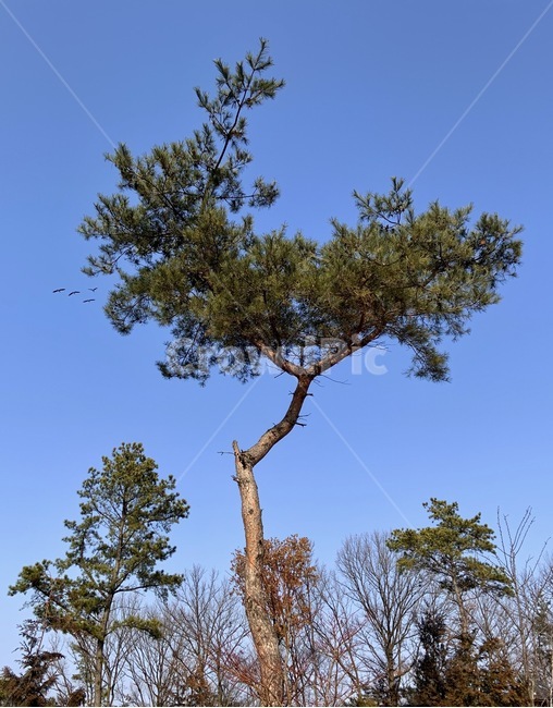 나무,tree,식물,plant,하늘,sky