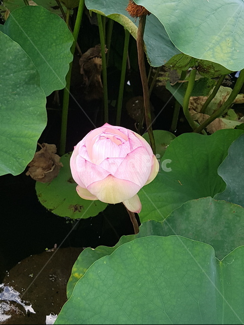 식물,꽃,연꽃,연못,flower,꽃,flower