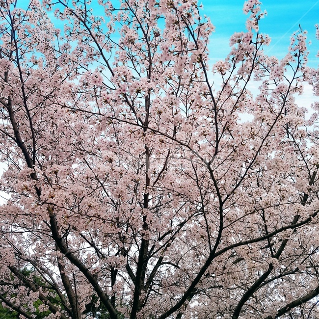 자연,꽃,벚꽃,하늘,봄,봄,계절,spring,season,식물,자연,plants,nature,꽃,flower,나무,trees,wood,plant,blossom,cherry blossom