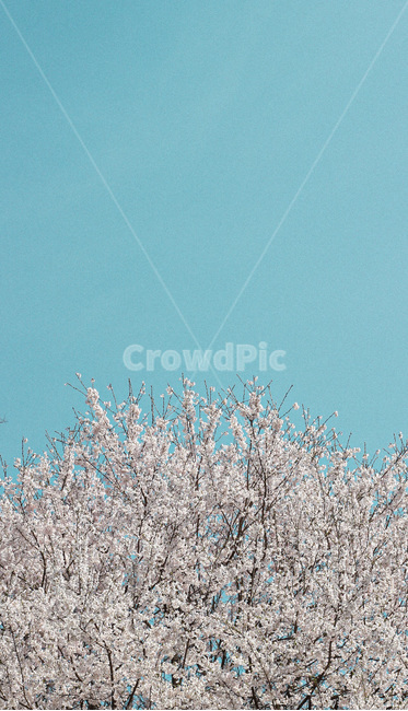 plant,벚꽃,자연,나무,식물