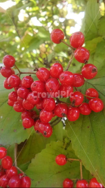 덜꿩나무열매,인동과,낙엽활엽관목,관상수,붉은열매,식물,자연,plants,nature,과일,열매,fruit