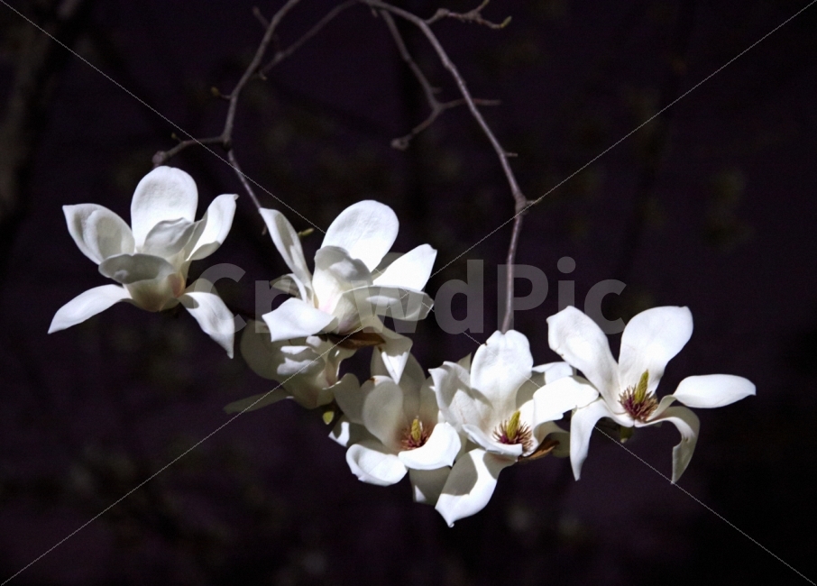 누끼,봄,목련,밤,순수,꽃,식물,자연,plants,nature,봄,계절,spring,season,꽃,flower,plant,blossom
