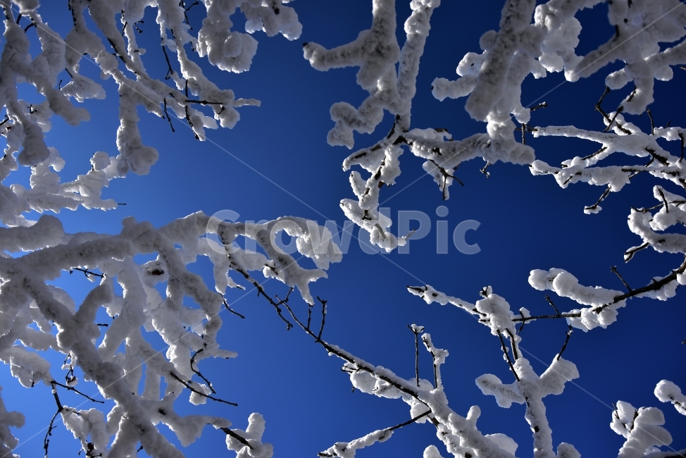 푸른하늘,파랑,맑음,눈꽃,하얀눈,나무,나뭇가지,등산,설경,Snowyscene,Blossomofsnow,겨울,계절,winter,season,식물,자연,plants,nature