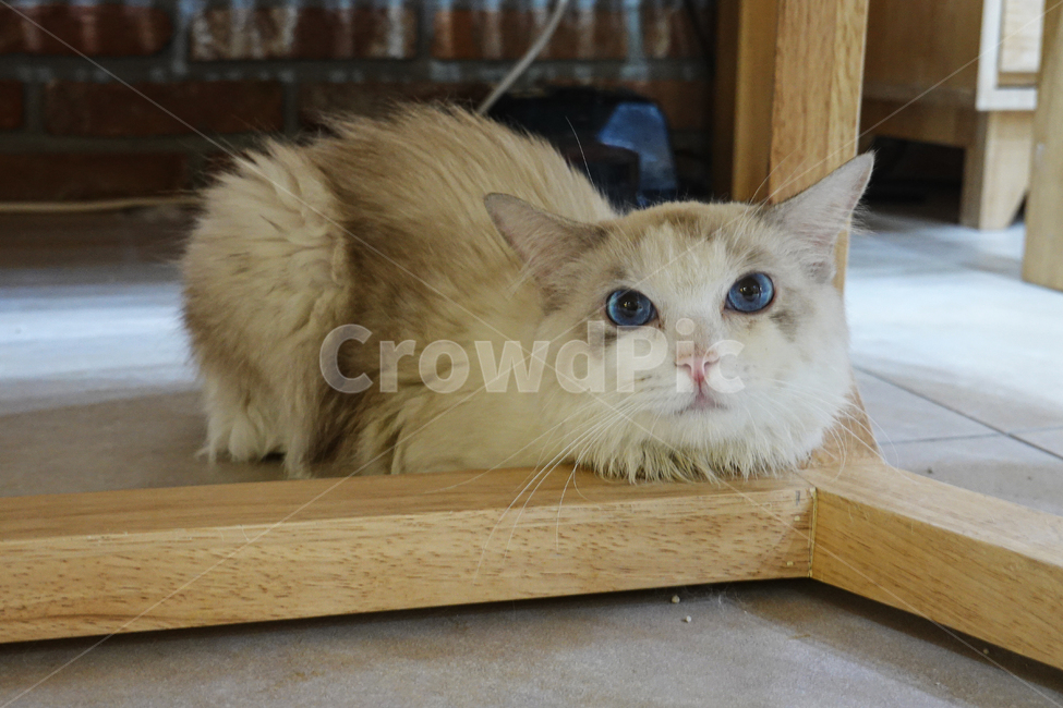 고양이,고양이분양점,고양이분양,고양이샵,고양이숍,펫샵,귀여움,예쁨,애교있는,cat,feline,pussy,puss,wood,나무,plywood,합판,견목,탁자
