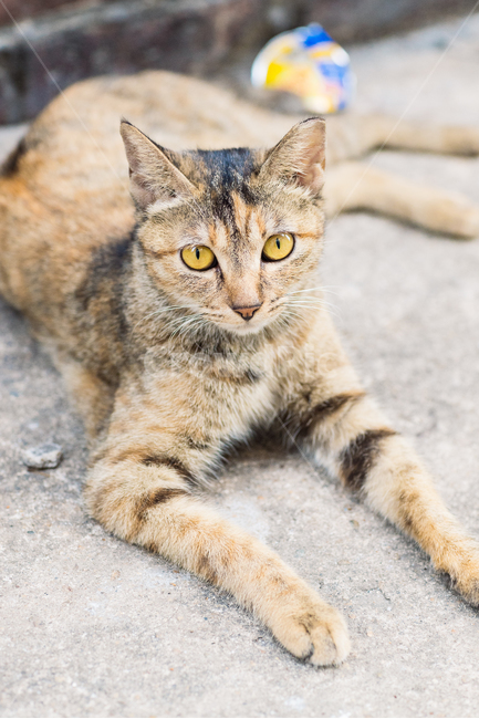 고양이,캣,cat,길냥이,길고양이,길냥,냥이,고양,동물,동물,animal,포유류,mammal,고양이,cat,kitten,kitty