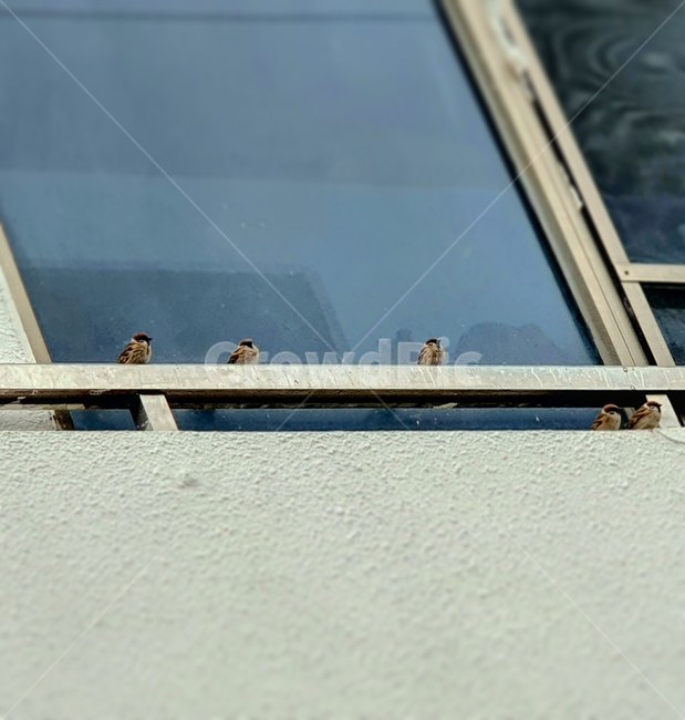참새,새,창틀,봄,가을,동물,animal,조류,새,birds