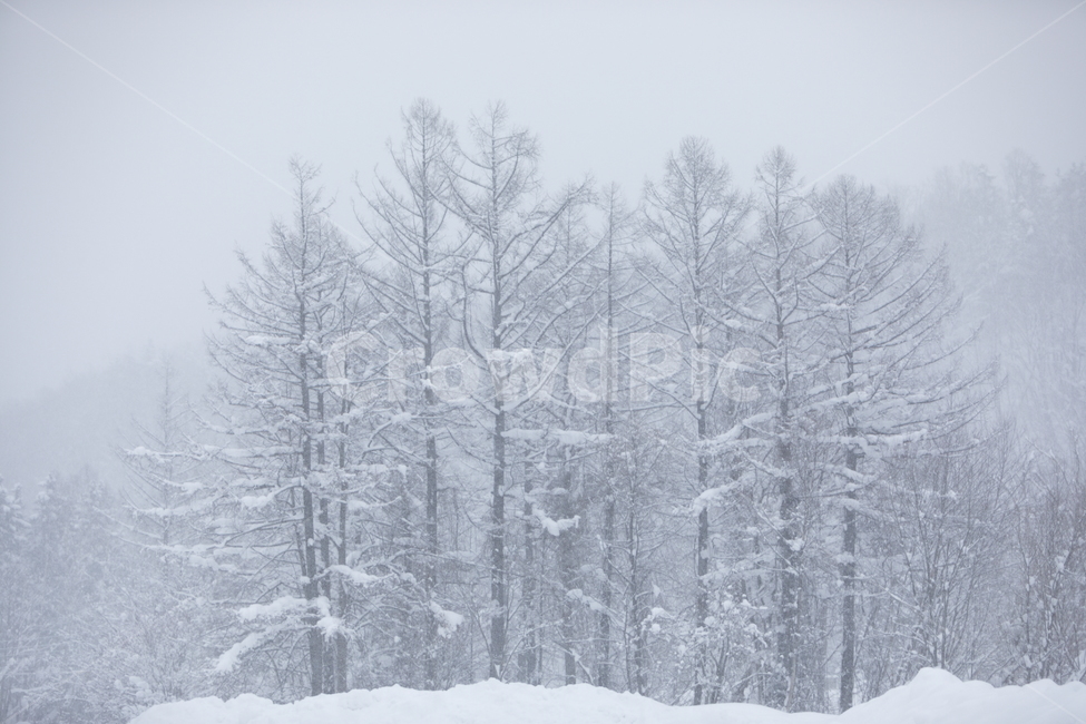 설경,눈,비에이,북해도,겨울풍경,snow,겨울,계절,winter,season,자연,풍경,nature,landscape,식물,plants,나무,trees,wood,blizzard,눈보라,storm,폭풍,outdoors,옥외