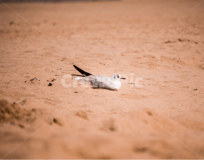 모래,바다,해변,비둘기,bird,sea,beach,dove,초점,focuse,감성,오렌지색,color,동물,animal,조류,새,birds
