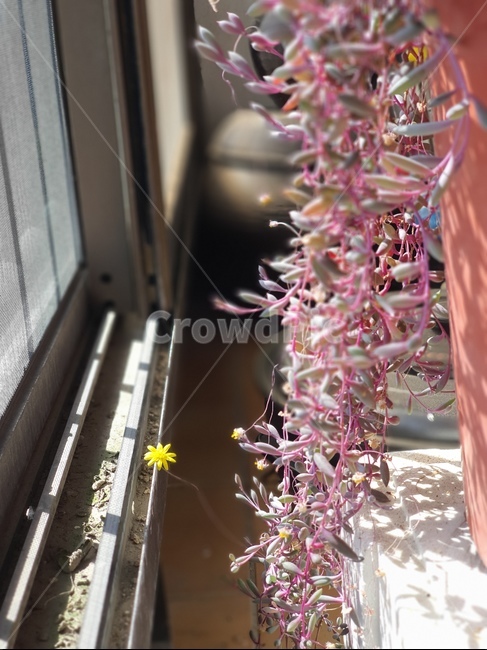 꽃,햇빛,식물,plant,베란다,봄