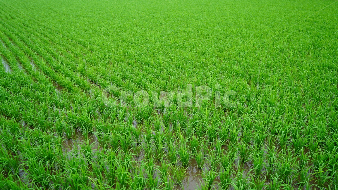 모내기,plant,grass,식물,잔디,산업,industry,industrial,농업,농사,agriculture,farming,farming industry
