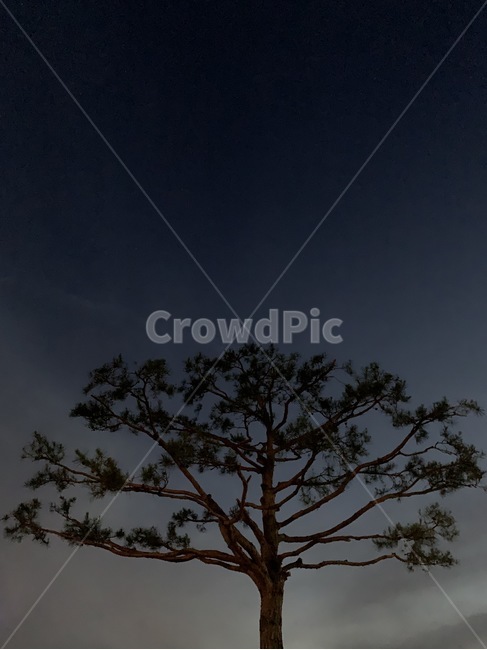 나무,소나무,tree,pine,식물