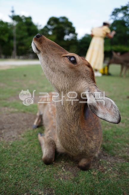 사슴,동물,나라공원,일본사슴공원,노루,사슴공원,공원,귀여운,일본,고라니,deer,nara,animal,japan