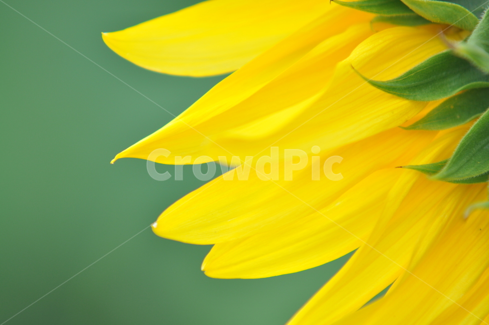 해바라기,클로즈업,꽃잎,노란해바라기,선플라워,sunflower,flower,여름,계절,summer,season,식물,자연,plants,nature,꽃,flower,plant