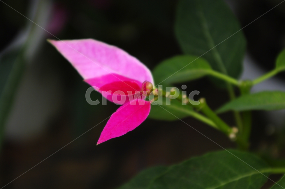꽃,식물,flower,plant,color,식물,자연,plants,nature,꽃,flower