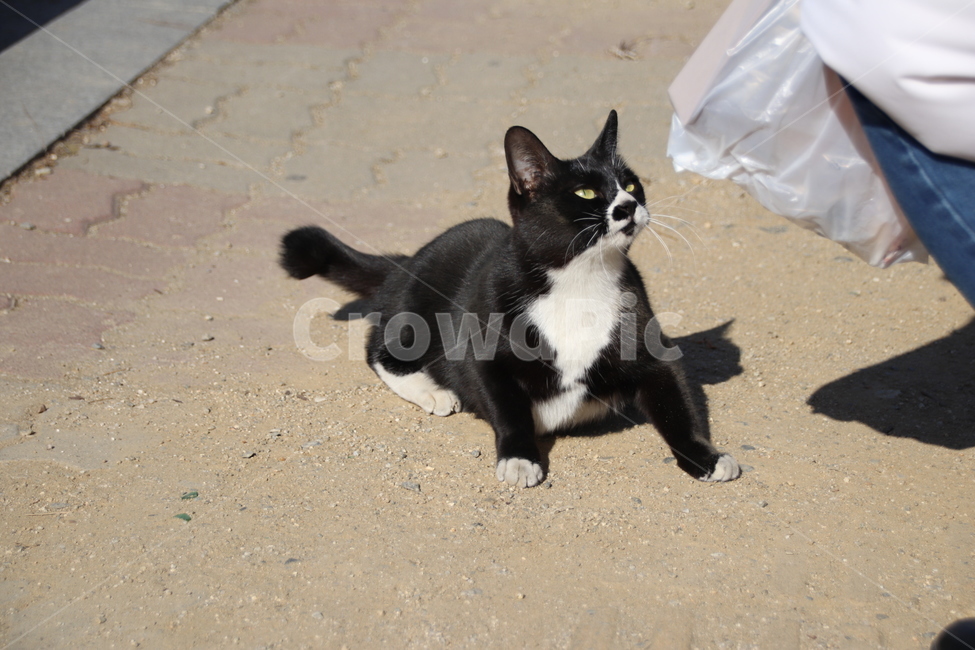 동물,animal,고양이,cat,길고양이,동물,animal,포유류,mammal,고양이,cat,kitten,kitty