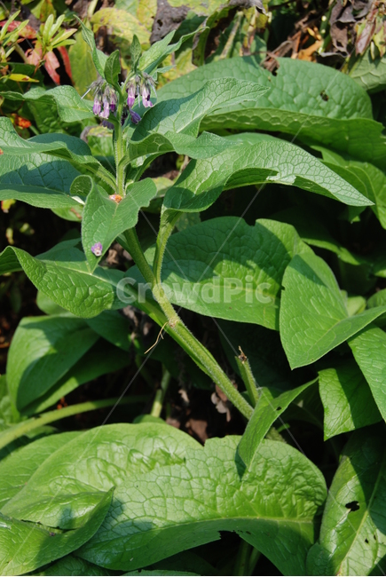 축령산,들꽃,공원,자연,가을,식물,자연,plants,nature,꽃,flower