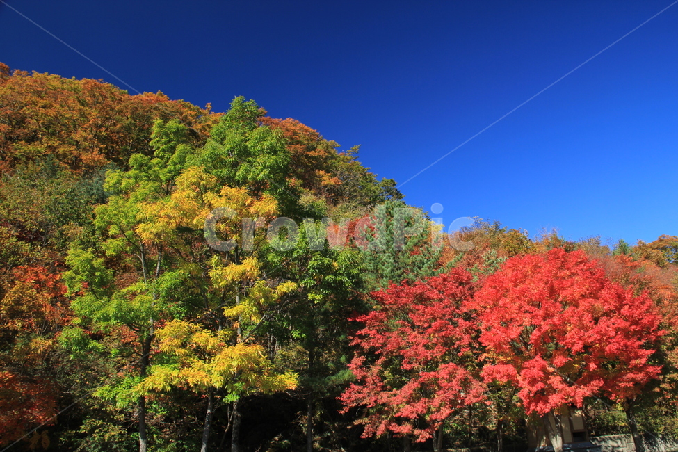 곱다,가을,안국사,파란하늘,알록달록,가을,계절,fall,autumn,season,자연,풍경,nature,landscape,tree,나무,plant,식물,maple,단풍,leaf,잎