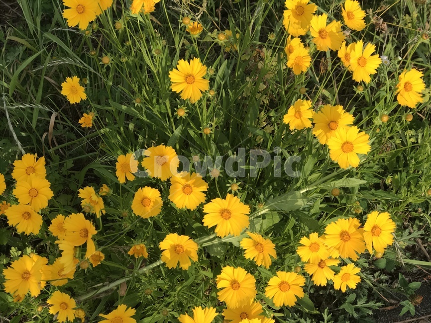자연,꽃,배경,바탕화면,영장산,노란색,식물