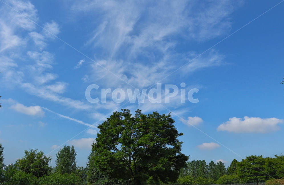 나무,자연,하늘,구름,흰구름,자연,풍경,nature,landscape,outdoors,옥외,weather,날씨