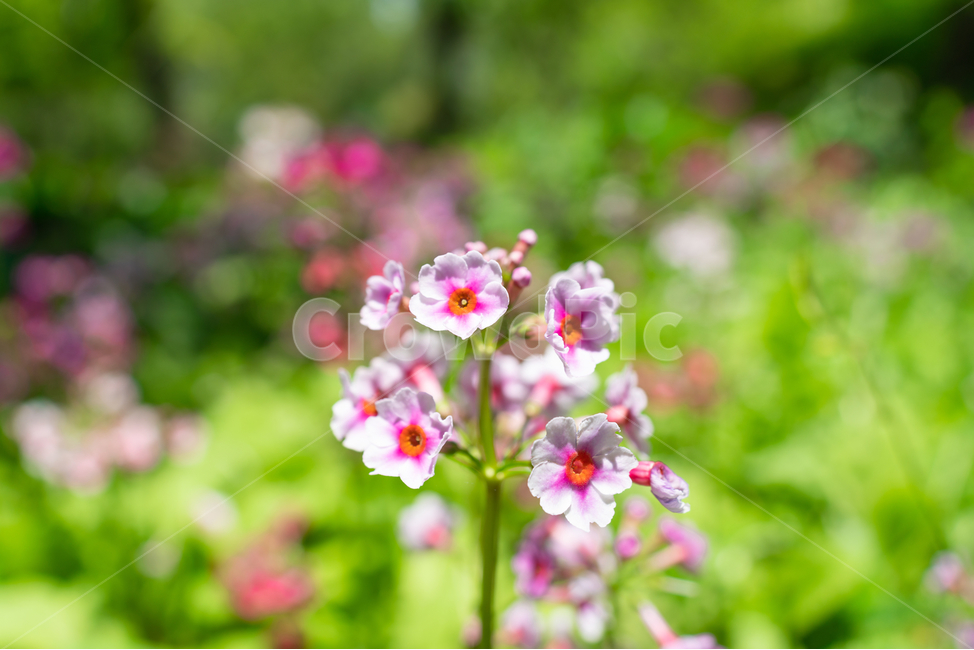 꽃,자연,식물,flower,natural,plant,식물,자연,plants,nature,꽃,flower