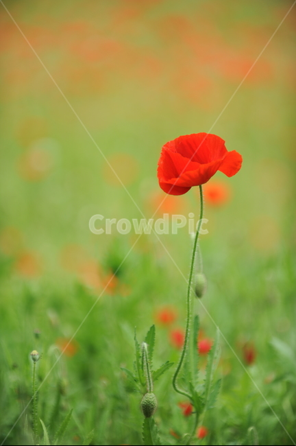 식물,flower,꽃,개양귀비,붉은꽃양귀비,식물,자연,plants,nature,꽃,flower