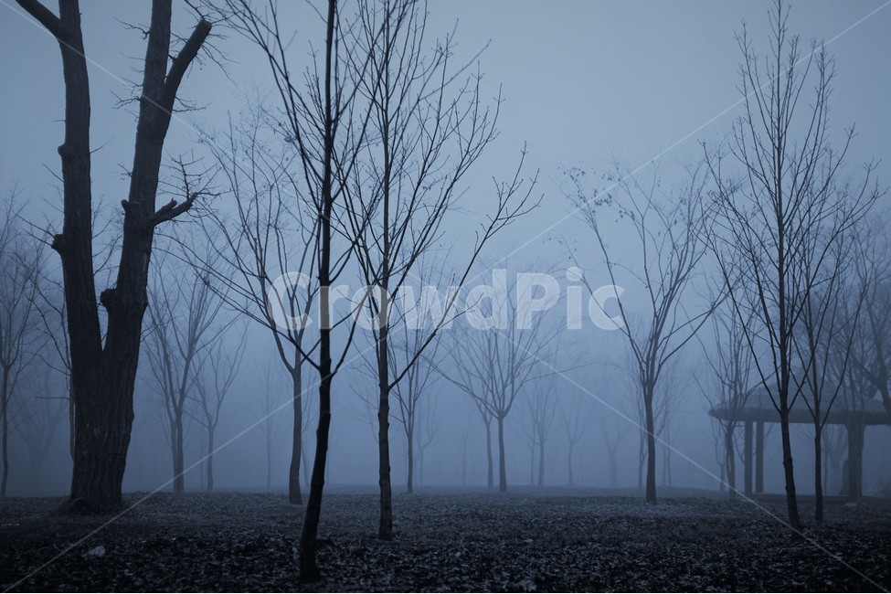 안개,새벽,여명,공원,인천,풍경,자연,풍경,nature,landscape,식물,plants,나무,trees,wood,weather,날씨,fog