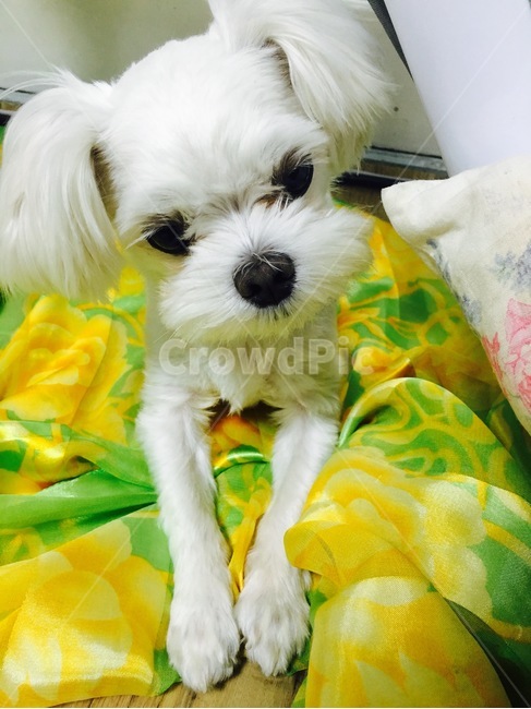 말티즈,강아지,애견,소형견,흰색강아지,동물,animal,포유류,mammal,개,강아지,dog,doggy