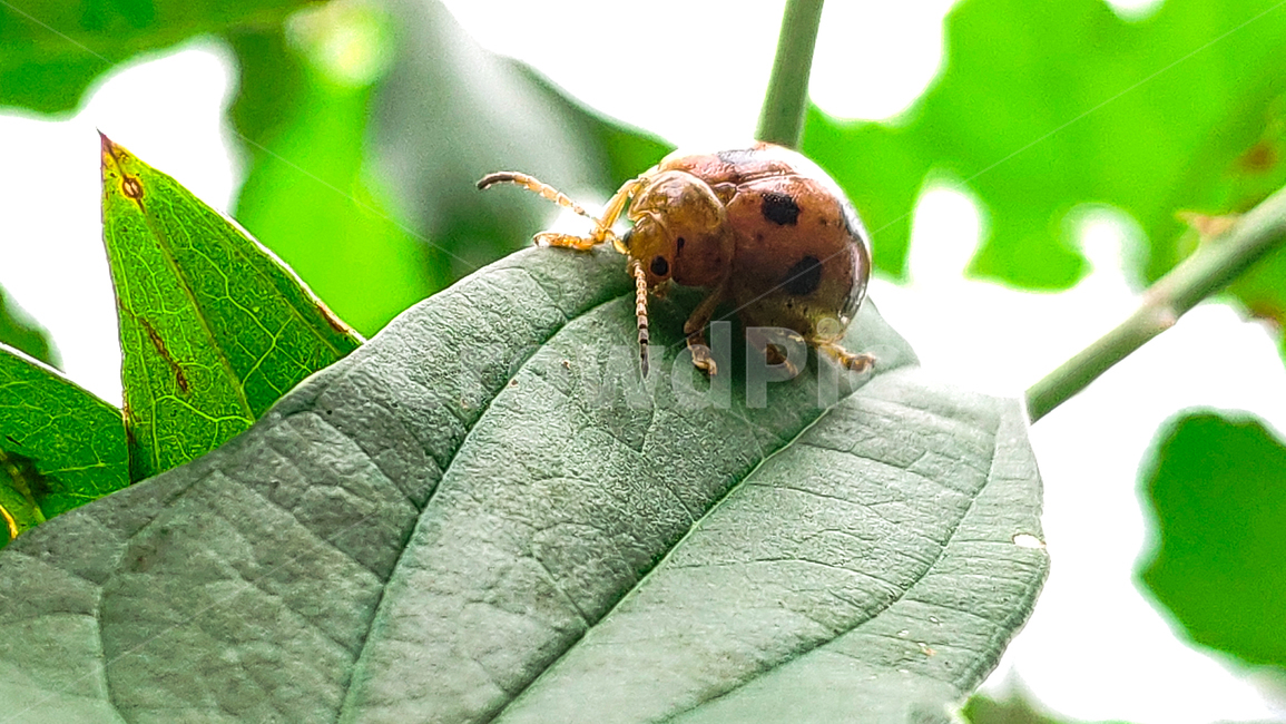잎,plant,곤충,벌레,나뭇잎,곤충,벌레,insect,bug