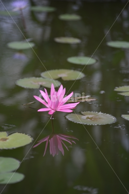 수련,연꽃,반영,물,자연,꽃,연잎,분홍,초록,식물,자연,plants,nature,꽃,flower