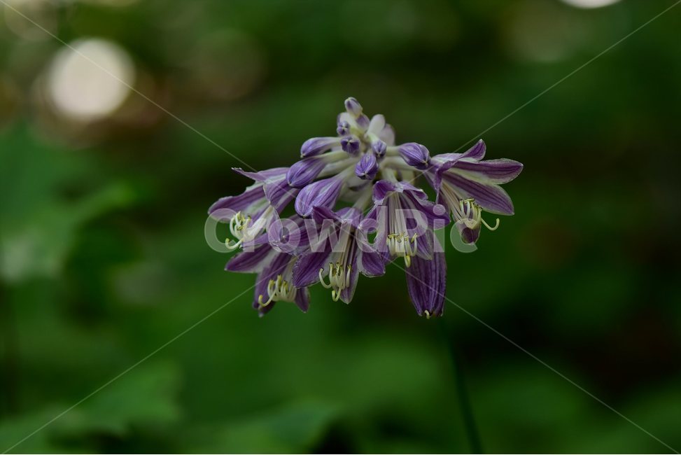 일월비비추,야생화,식물,자연,여름,생태,꽃,힐링,플라워,wildflower,flower,plants,nature,season,감성,느낌,emotion,feeling,여러해살이풀,백합과,비비추속,식물,자연,plants,nature,꽃,flower