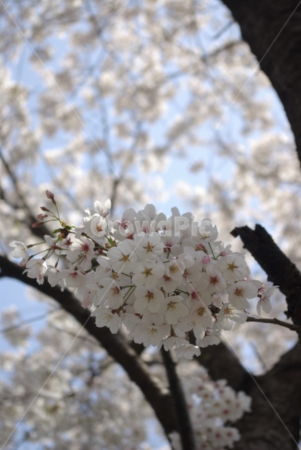벚꽃,봄,꽃,흰벚꽃,cherryblossoms,봄,계절,spring,season,식물,자연,plants,nature,꽃,flower,plant,blossom