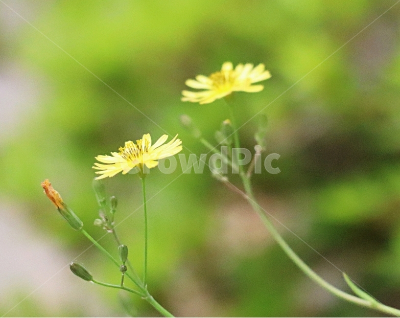 씀바귀,여름,아침,노랑,꽃잎,식물,자연,plants,nature,꽃,flower
