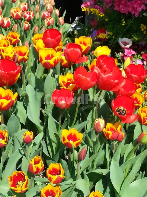식물,꽃,plant,flower,blossom,식물,자연,plants,nature,꽃,flower