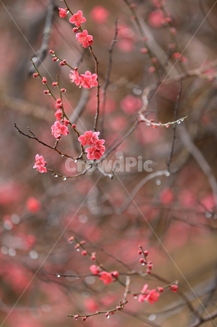 봄꽃,구례,화엄사,홍매화,봄,봄,계절,spring,season,식물,자연,plants,nature,꽃,flower,plant,blossom
