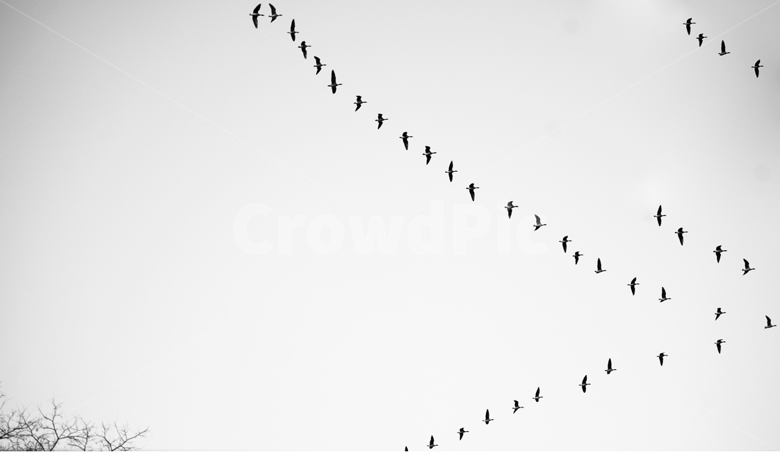 철새,기러기,비행,군무,겨울철새,조류,새떼,동물,animal,조류,새,birds