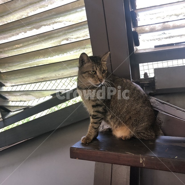 고양이,고양이마을,허우통,cat,대만,동물,animal,포유류,mammal,고양이,cat,kitten,kitty