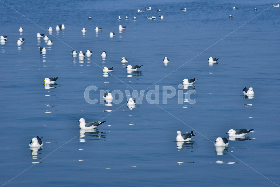 갈매기,조류,동물,새,바닷가,갈매기떼,잔잔한,물위,옥외,아웃도어,야외,sea,water,animal,bird,배경,바탕,백그라운드,background,바다새,동물,animal,조류,새,birds