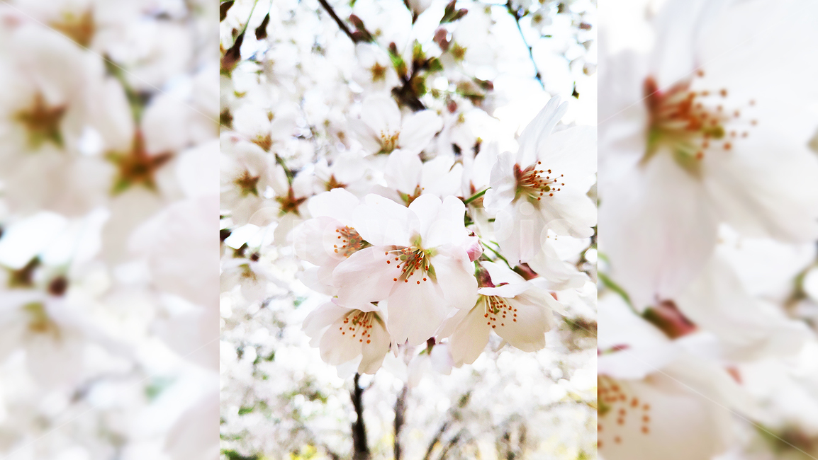 벚꽃,cherryblossom,꽃,봄,spring,식물,plant