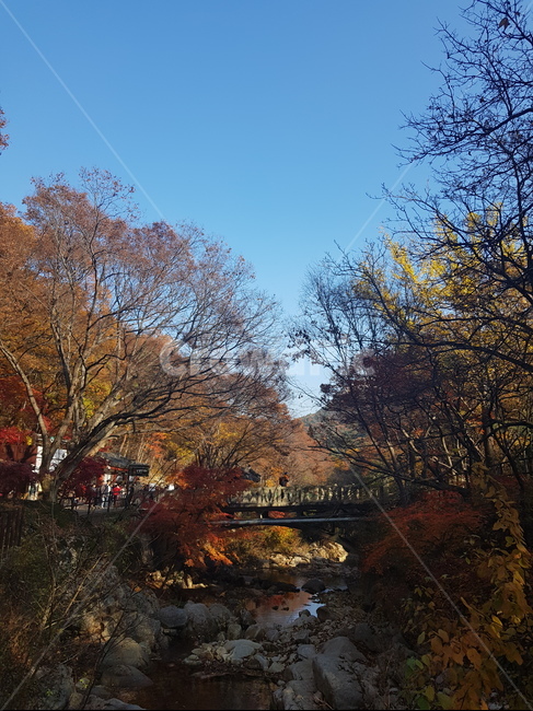 가을,맑은하늘,산책,분위기있는,단풍