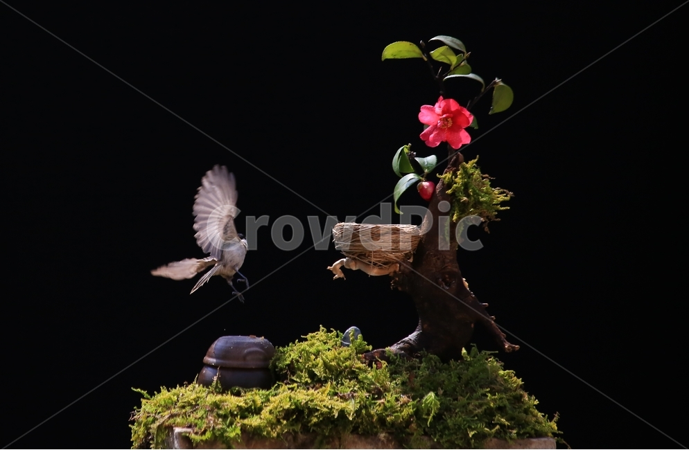 plant,식물,animal,동물,bird,새,새집,동박새,이끼,항아리,동백,동백꽃,식물,자연,plants,nature,꽃,flower,동물,animal,조류,새,birds
