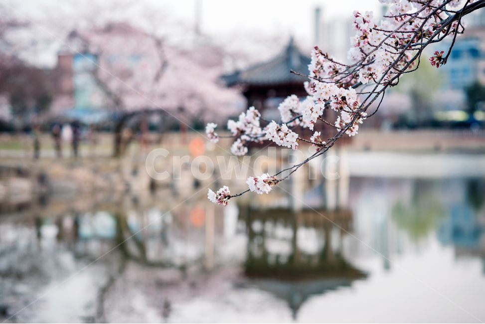 광주,중외공원,벚꽃,꽃동산,반영,풍경사진,봄,계절,spring,season,식물,자연,plants,nature,꽃,flower,plant,blossom,cherry blossom